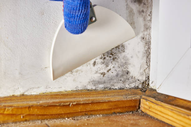 Trusted Tuntutuliak, AK Mold Removal Experts